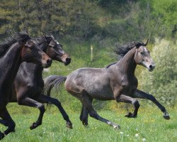 Springpferd Hengst von Charleston / Landos (Holsteiner, 2020, von Charleston)