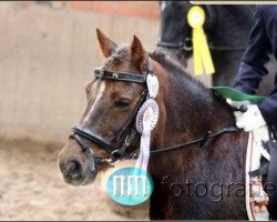 dressage horse Timmi 19 (American Classic Shetler. Pony, 1999)