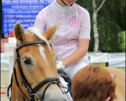 dressage horse Nele Esprit (Haflinger, 2006, from Nokia)