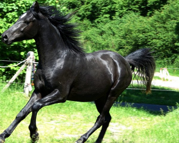 dressage horse Dacapo (German Riding Pony, 2011, from Davenport II)