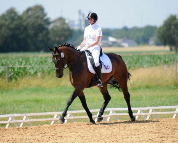 dressage horse Sandro Sympatico (Hanoverian, 2006)