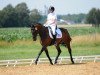 dressage horse Sandro Sympatico (Hanoverian, 2006)