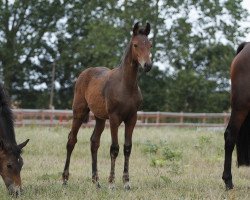 horse Corettino (Oldenburg, 2010, from Cavallieri xx)