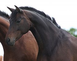 broodmare Filmore (Hessian Warmblood, 1994, from Faustus Fellini)