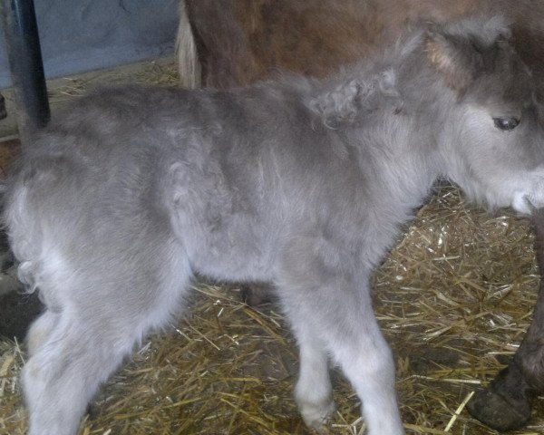 stallion Fabio vom Wertachtal (Dt.Part-bred Shetland pony, 2013, from Fabian)