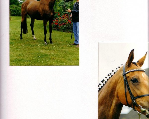 broodmare Die Fantasie (Holsteiner, 1989, from Famos)