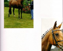 broodmare Die Fantasie (Holsteiner, 1989, from Famos)