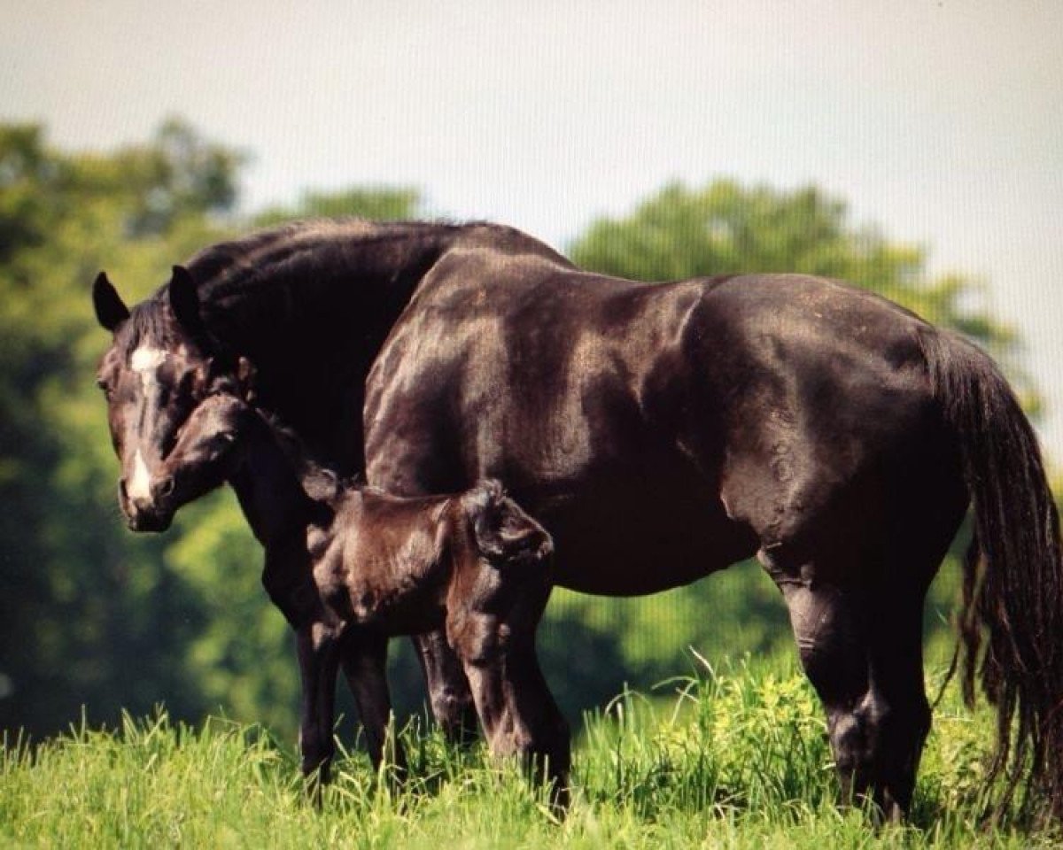 broodmare Gribelle (Oldenburg, 2005, from Sir Oldenburg)