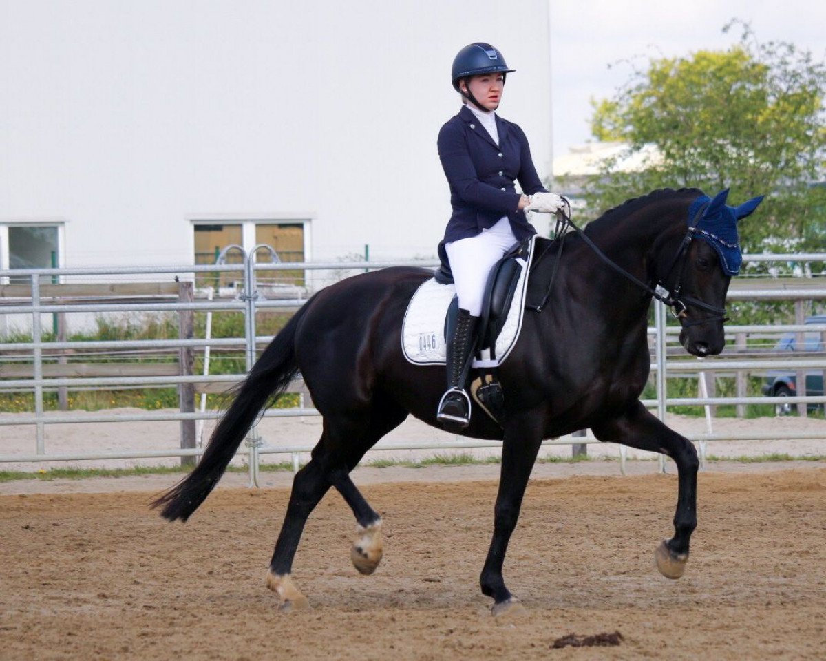 broodmare Glücksfee 75 (Oldenburg, 2013, from Don Juan de Hus)