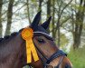 dressage horse Rhodess (German Sport Horse, 2010, from De Janeiro)