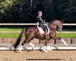 dressage horse Delecoure (Württemberger, 2011, from Diamond Hit)