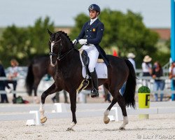 dressage horse Birkin (Württemberger, 2013, from Bretton Woods)