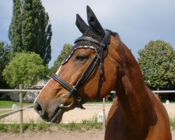 horse Ragazzo (Oldenburg, 1995, from Ritual)