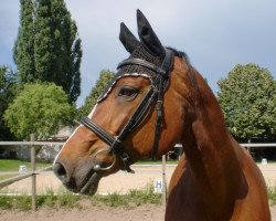 horse Ragazzo (Oldenburg, 1995, from Ritual)