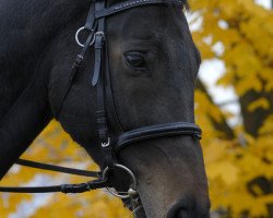 Pferd Corea Son (Deutsches Reitpferd, 1995, von Corea)