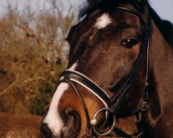 horse Alabaster 31 (Hessian Warmblood, 1990, from Alfuro)