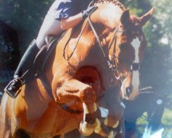 dressage horse Diamantos (Mecklenburg, 1982, from Diabolo)