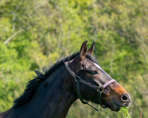 broodmare Feli (Hanoverian, 2015, from Finest)