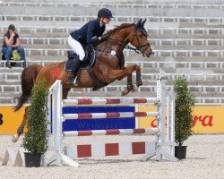 dressage horse Diligence (Mecklenburger, 2013, from Diamiro)