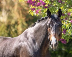 dressage horse Santiago (Hanoverian, 2012, from Sir Donnerhall I)