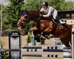 jumper Landscaper (Hanoverian, 2009, from Landstreicher)