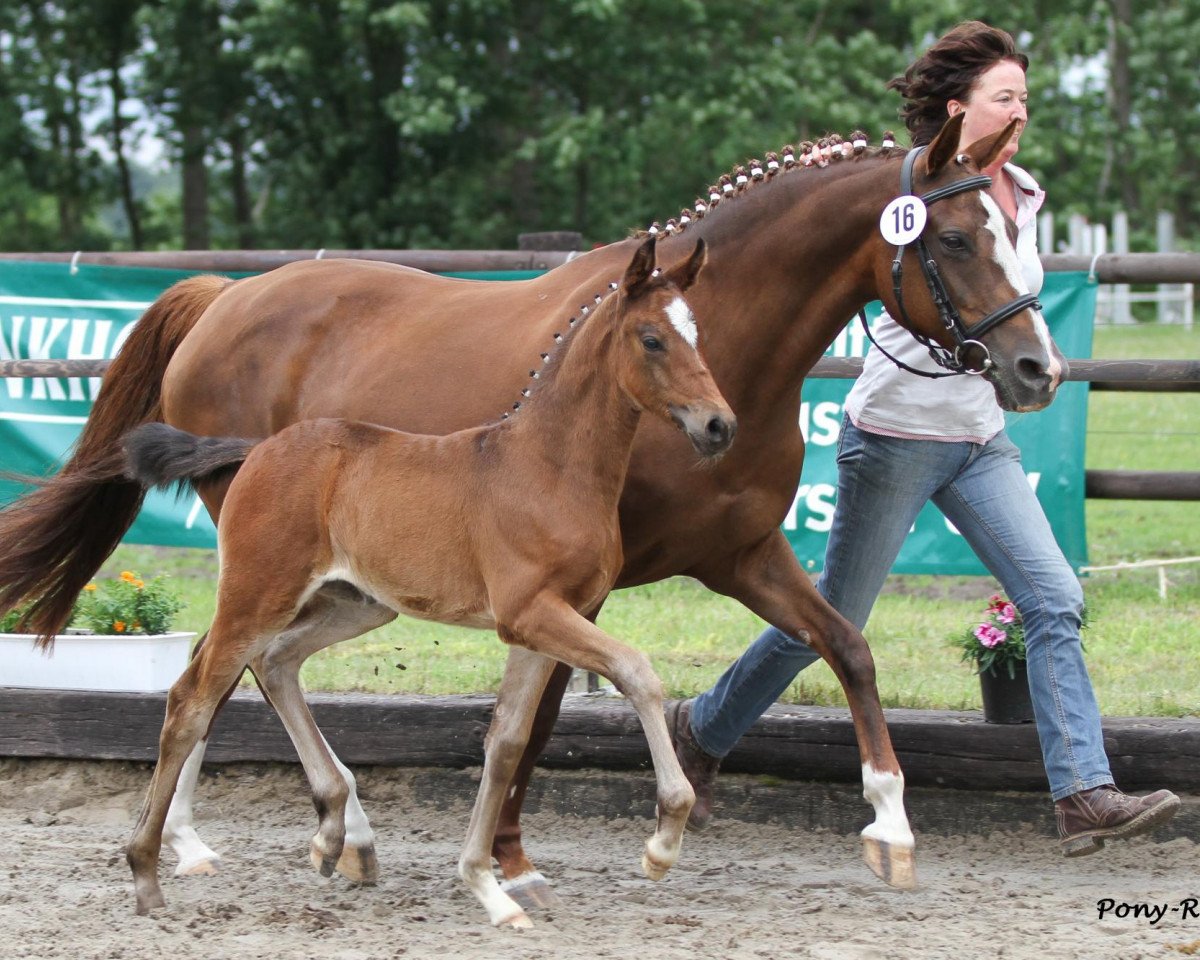 broodmare Veritas (German Riding Pony, 2000, from Van Gogh R)