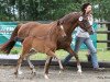 broodmare Veritas (German Riding Pony, 2000, from Van Gogh R)