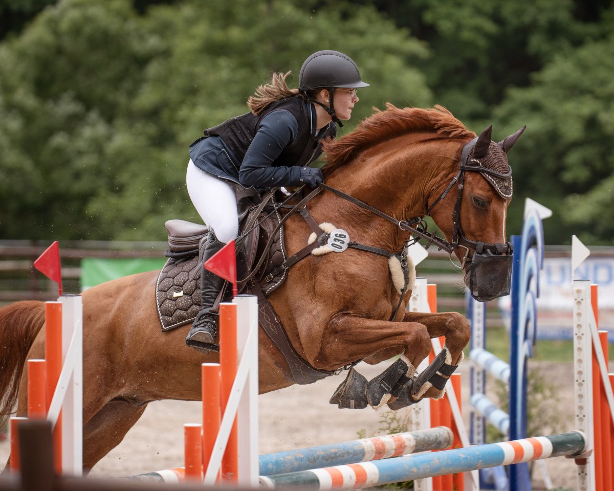 jumper Cando 12 (Zweibrücken, 2013, from Claudino)