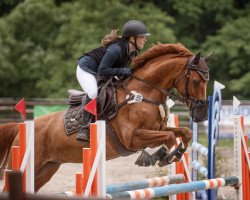 jumper Cando 12 (Zweibrücken, 2013, from Claudino)