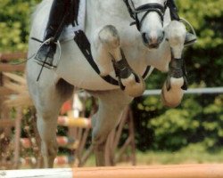 dressage horse Le Roy (Zweibrücken, 1999, from Limited Edition)