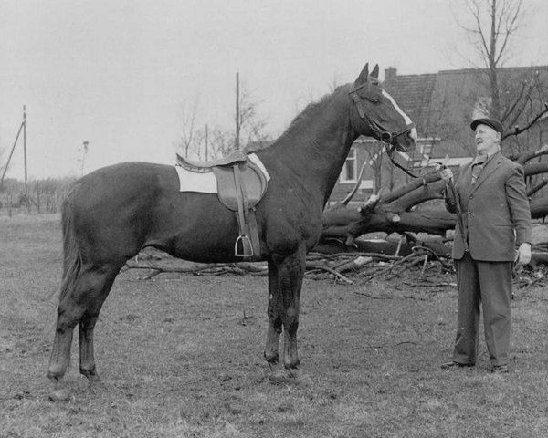 horse Marco Polo (Hanoverian, 1962, from Marconi)