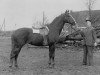 stallion Marco Polo (Hanoverian, 1962, from Marconi)