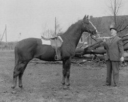 stallion Marco Polo (Hanoverian, 1962, from Marconi)