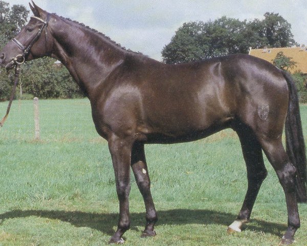stallion Passepartout (German Warmblood, 1984, from Patras)