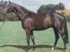 stallion Passepartout (German Warmblood, 1984, from Patras)