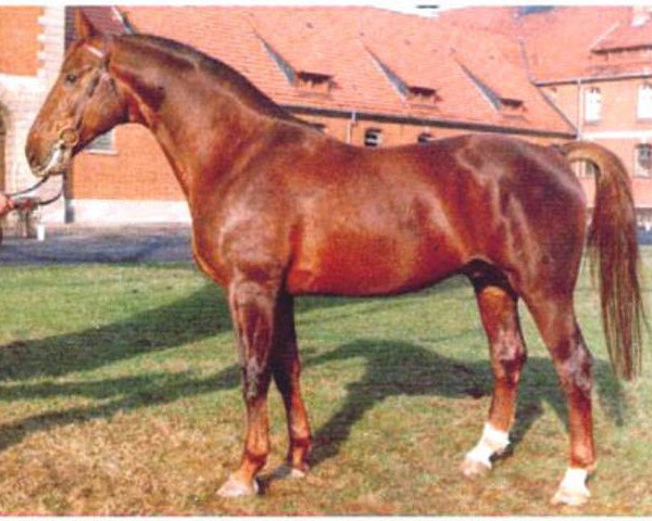 stallion Pik Junge (Hanoverian, 1968, from Pik As xx)