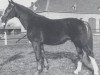 stallion Weinberg (Hanoverian, 1975, from Weinstern)