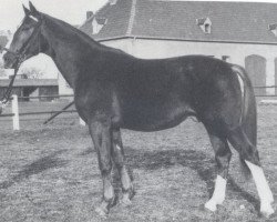 stallion Weinberg (Hanoverian, 1975, from Weinstern)