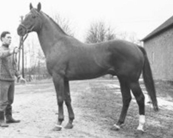 Pferd Bleep xx (Englisches Vollblut, 1956, von Pinza xx)