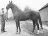 stallion Bleep xx (Thoroughbred, 1956, from Pinza xx)