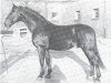 stallion Abenteurer (Hanoverian, 1940, from Abendsport 3109)