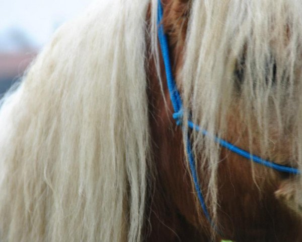 Pferd Boy (Haflinger, 2004)