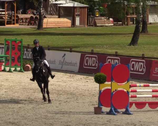 Reitturnier Westergellersen 2022
