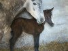 Zuchtstute Sweet Little Hera KB (Deutsches Reitpony, 2013, von Towerlands Anglezarke)