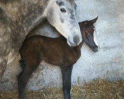 Zuchtstute Sweet Little Hera KB (Deutsches Reitpony, 2013, von Towerlands Anglezarke)