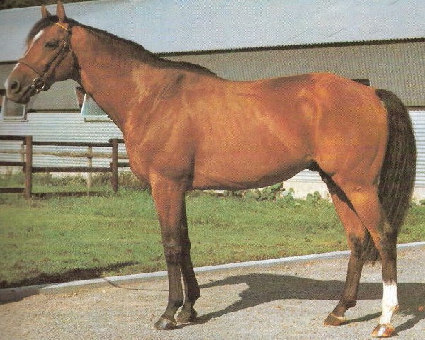 stallion Great Pasha xx (Thoroughbred, 1972, from St. Paddy xx)