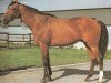 stallion Great Pasha xx (Thoroughbred, 1972, from St. Paddy xx)