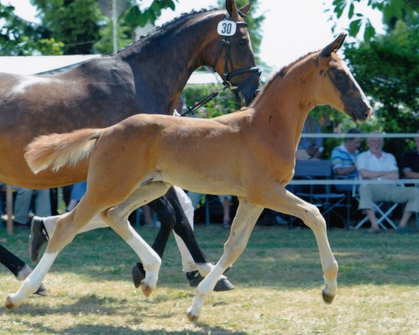 dressage horse Barney (Bavarian, 2010, from Blue Hors Bentley)