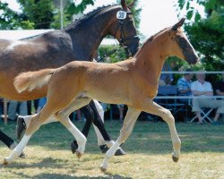 Dressurpferd Barney (Bayer, 2010, von Blue Hors Bentley)