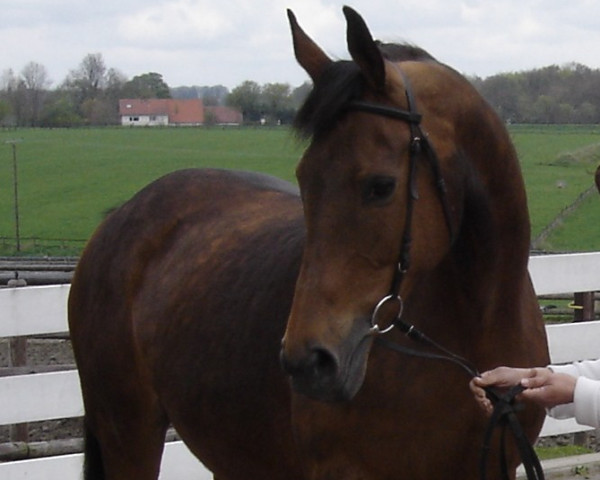 broodmare Tasca (Trakehner, 1991, from Nouveau Roi xx)